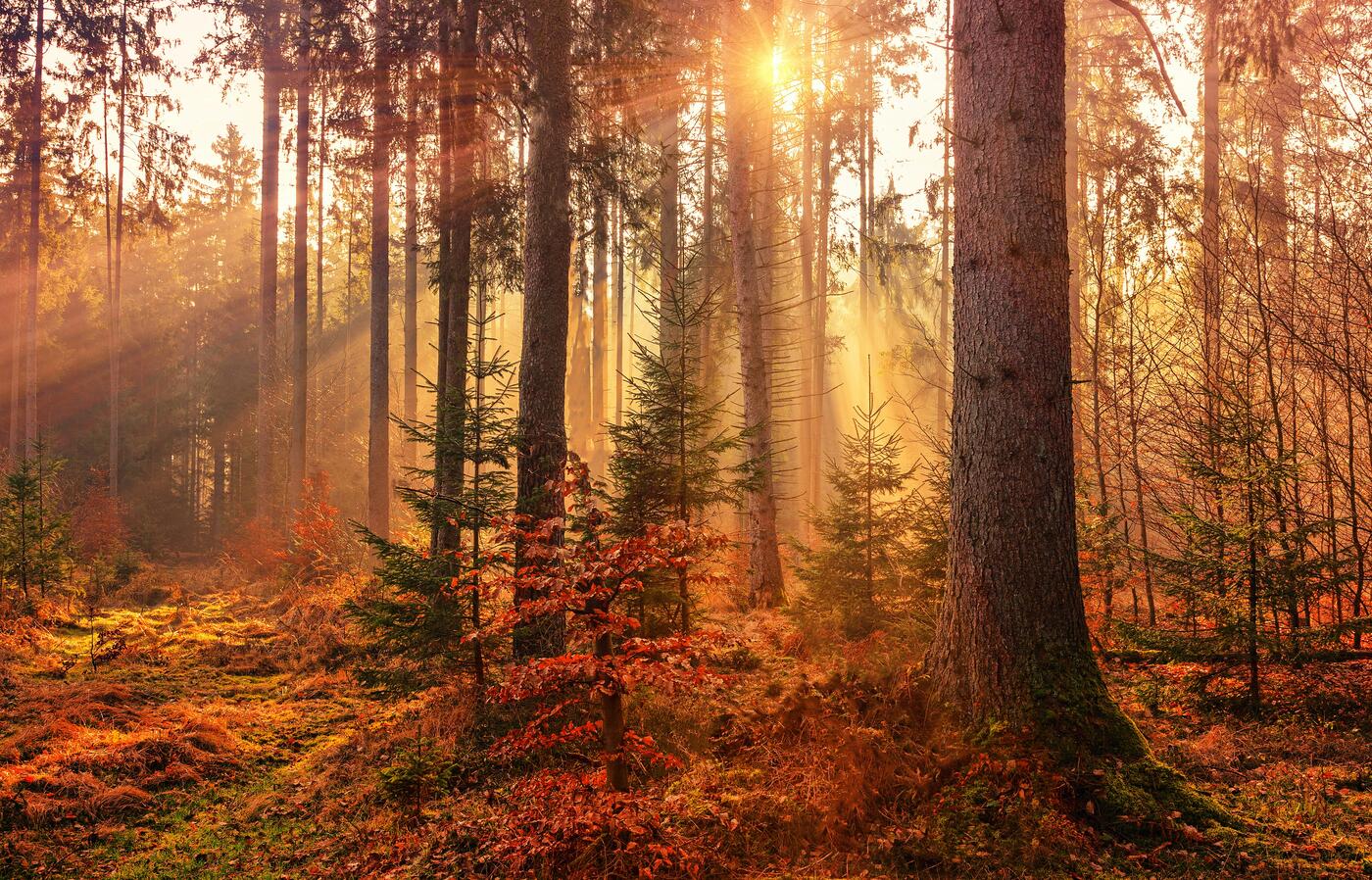 Sunlight filters through the trees in a forest in autumn.