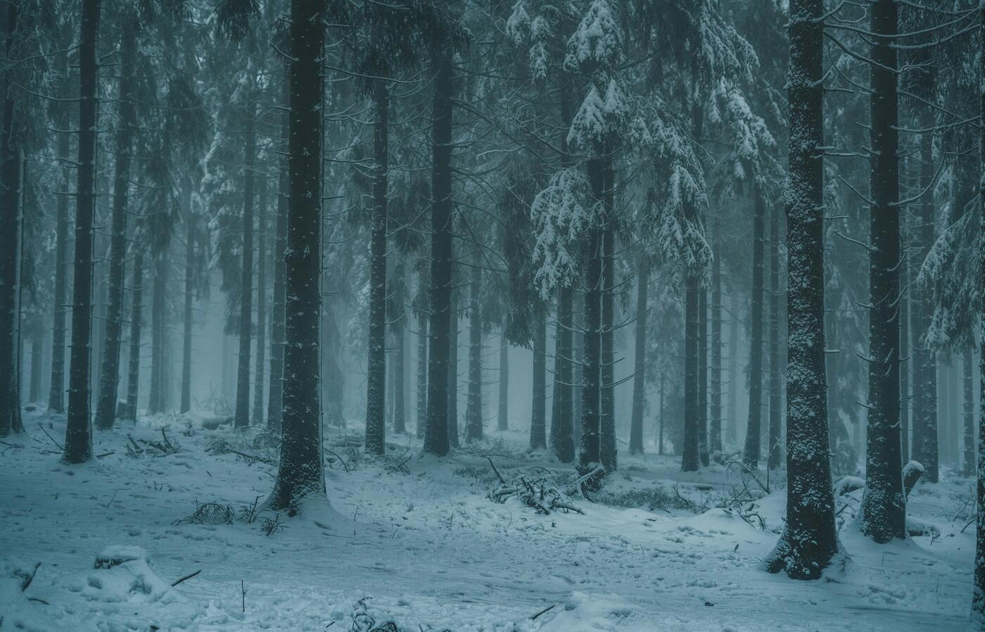 A forest covered in snow.