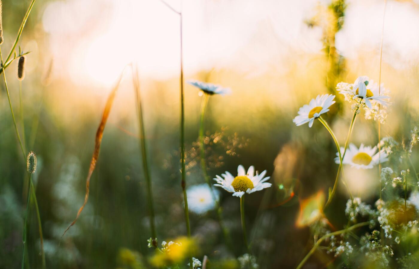 Close up of daisys in the spring sunshine.