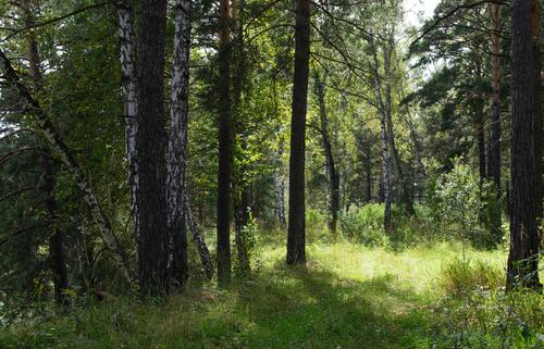Dense treescape on a sunny day
