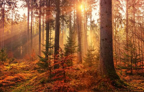 Sunlight filters through the trees in a forest in autumn.